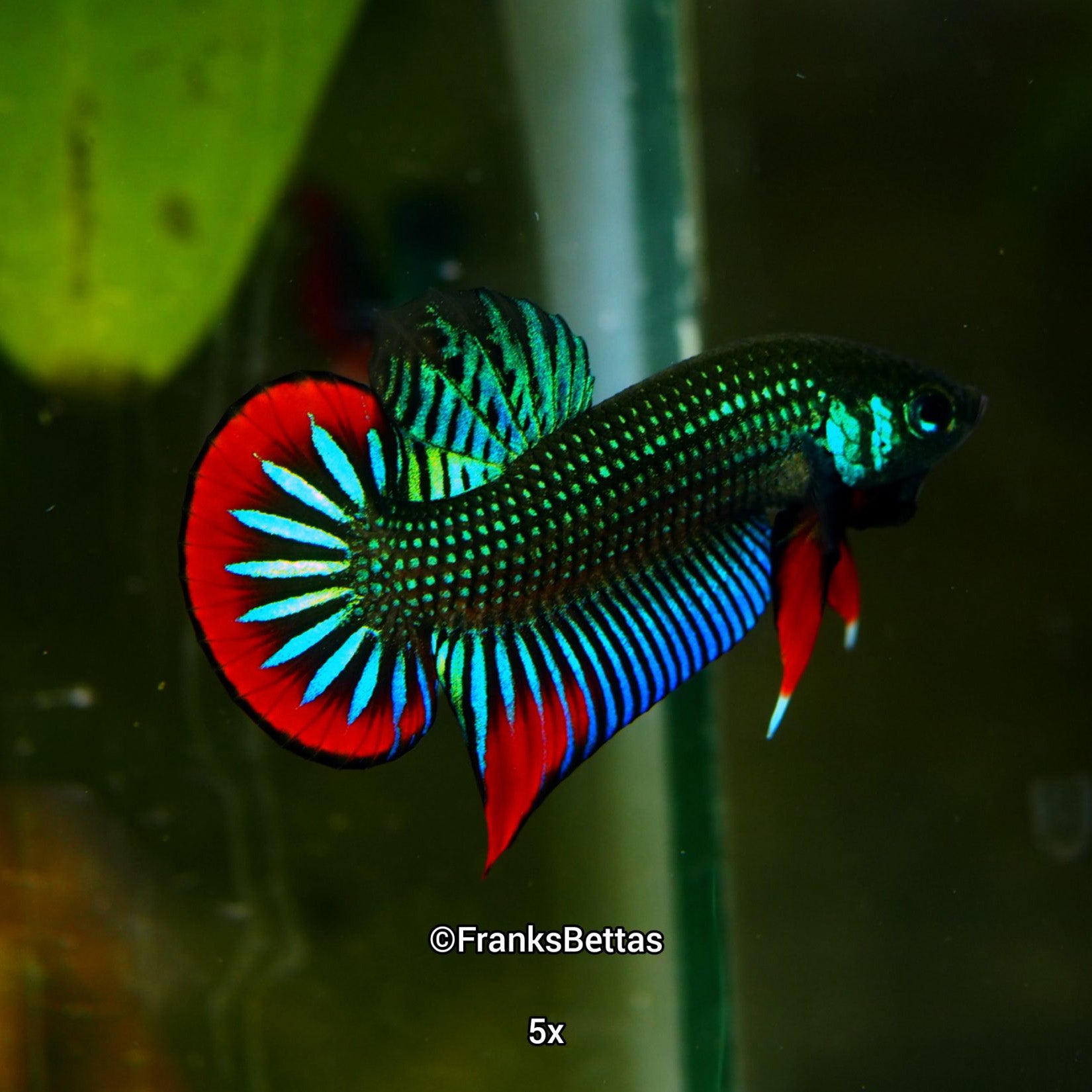 Betta Imbellis Franks Bettas