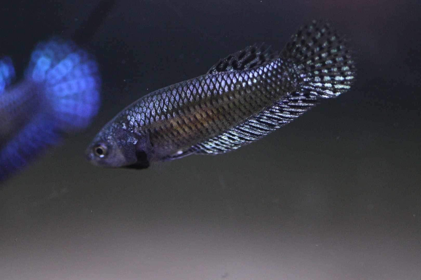 Wild Betta Alien Hybrid Steel Grey High Quality Female – FranksBettas Genetics