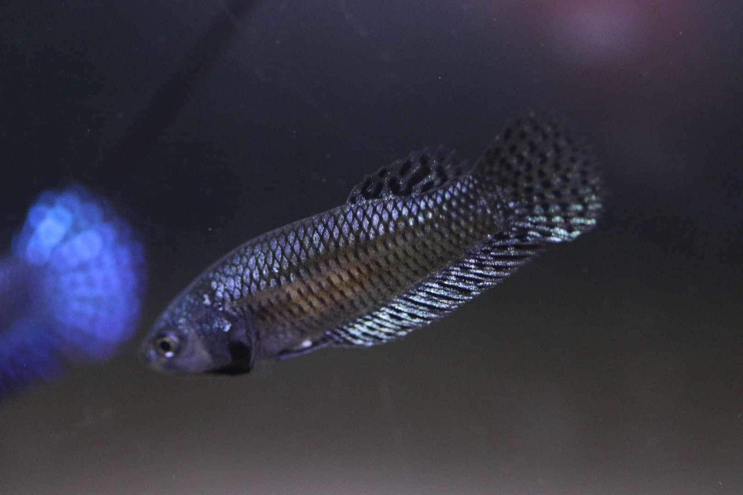 Wild Betta Alien Hybrid Steel Grey High Quality Female – FranksBettas Genetics