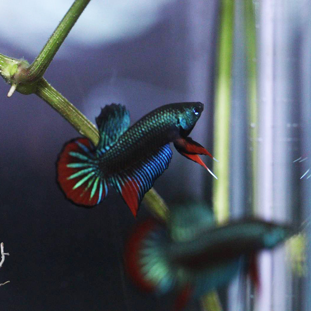 Wild Betta Imbellis Green – HIGH QUALITY MALE- FranksBettas Genetics