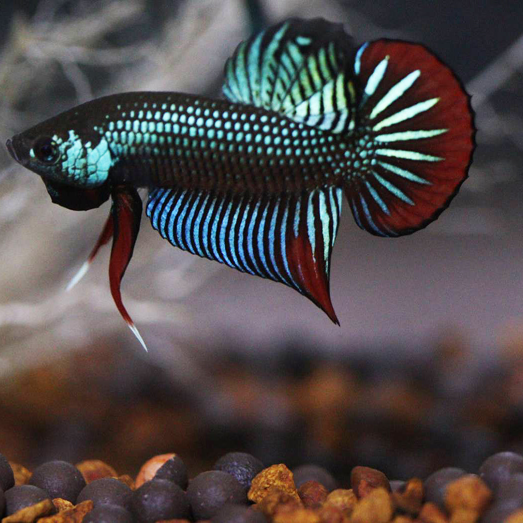 Wild Betta Imbellis Green – HIGH QUALITY MALE- FranksBettas Genetics