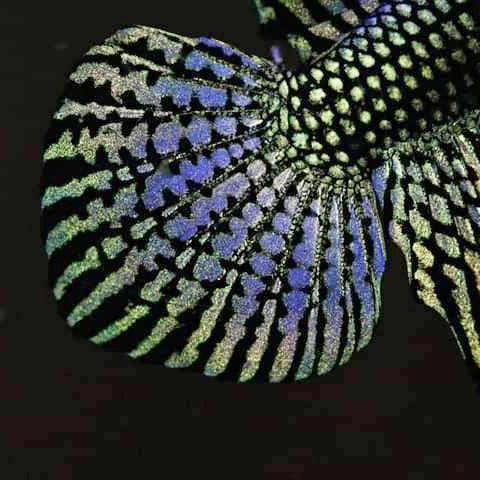 Alien Betta Green High Quality Male - FranksBettas Bloodlines