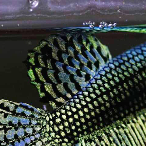Alien Betta Green High Quality Male - FranksBettas Bloodlines