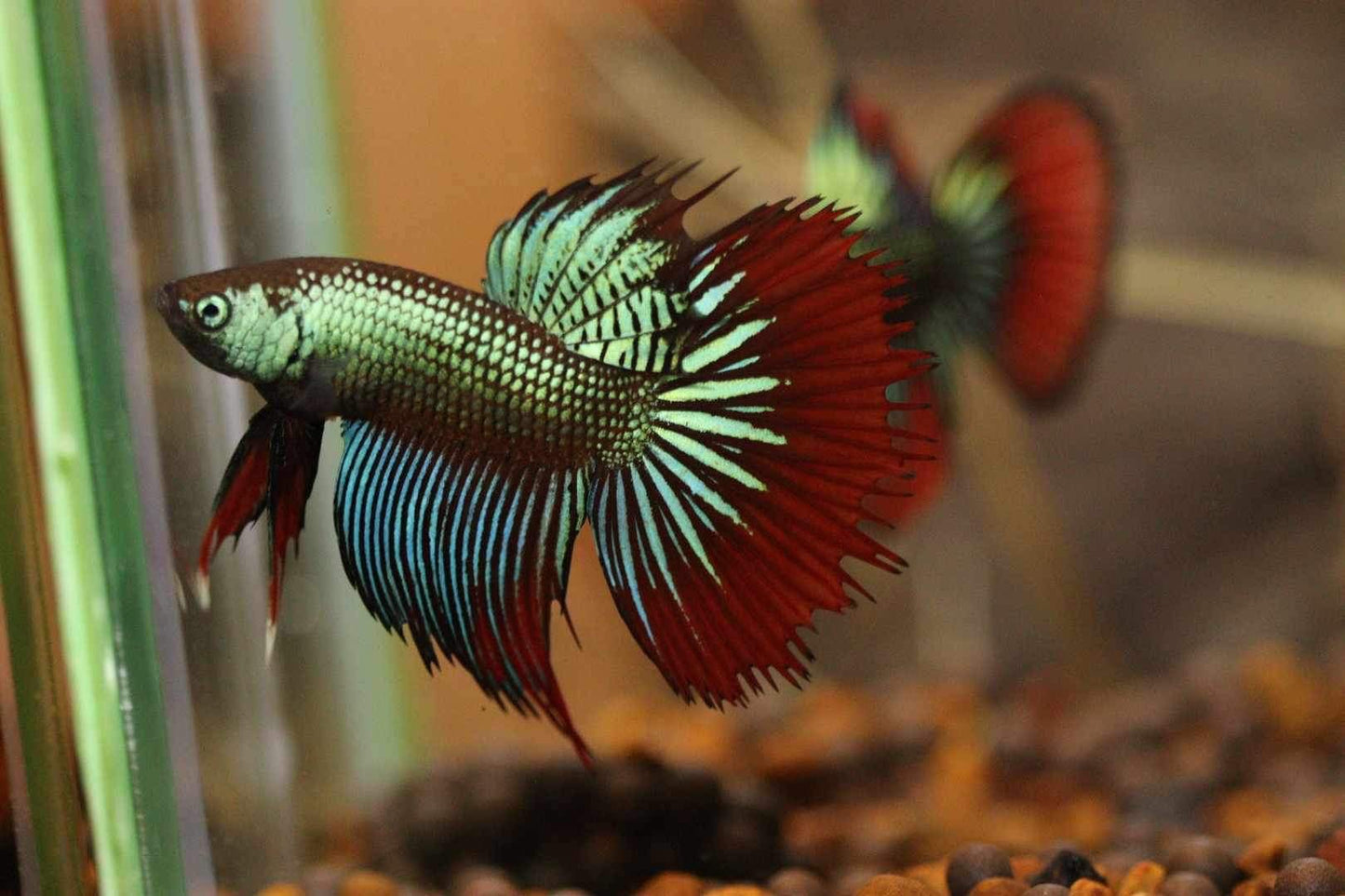 Imbellis green red Halfmoon Male