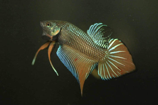 Wild Betta Splenden Hybrid Male - FranksBettas Bloodline