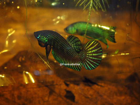 Pure Wild Betta Stiktos PAIR - Original Rare Species Stung Treng Cambodia - FranksBettas bloodlines