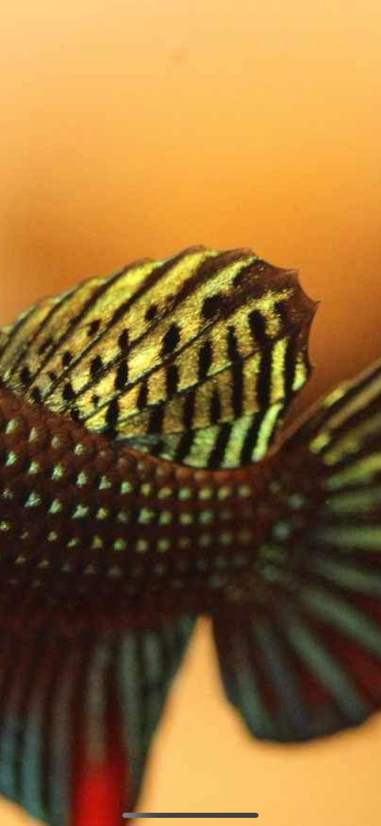 Betta Siamorentalis Male - Original