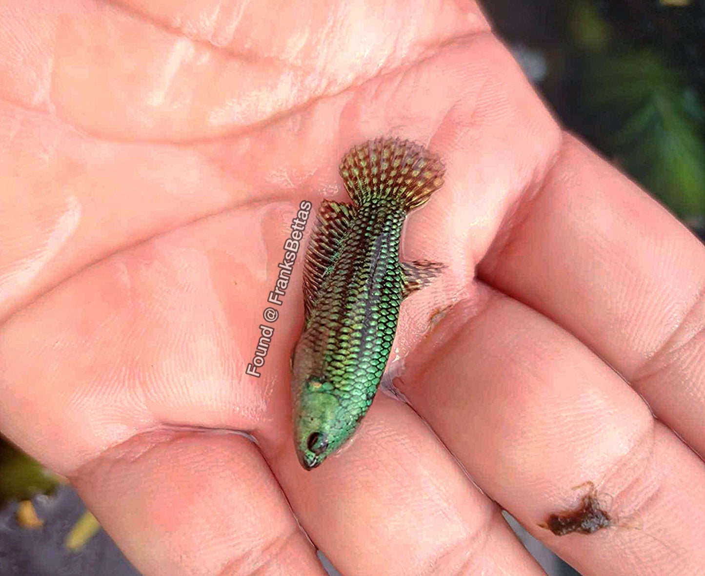 Alien Betta Green Female - FranksBettas Bloodline