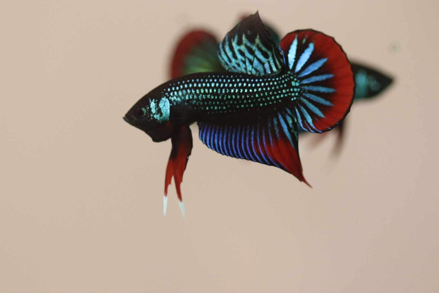 Pure Wild Betta Imbellis High quality Male - FranksBettas Bloodline