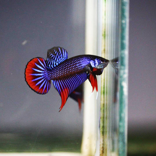Wild Betta Imbellis Blue Hybrid HIGH QUALITY MALE- FranksBettas