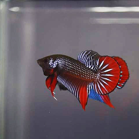 Betta Imbellis Grey/Steel Male Hybrid - FranksBettas Bloodline