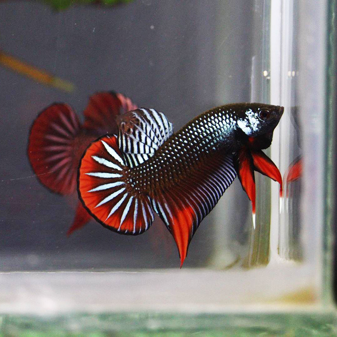 Betta Imbellis Grey/Steel Male Hybrid - FranksBettas Bloodline