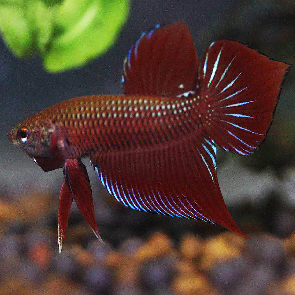 Wild Betta Splendens Spade Tail Red High Quality Male – FranksBettas Genetics