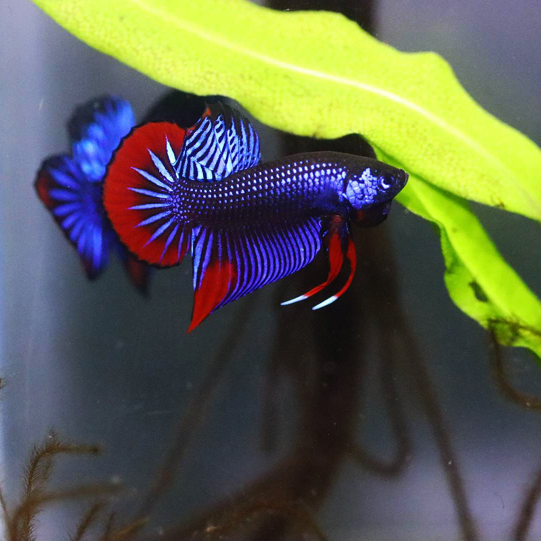 Wild Betta Imbellis Blue Hybrid HIGH QUALITY MALE- FranksBettas
