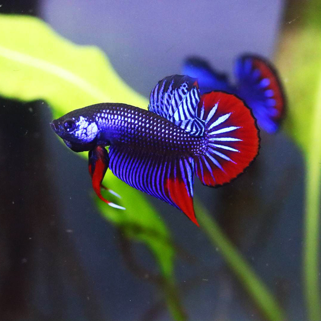 Wild Betta Imbellis Blue– HIGH QUALITY MALE- FranksBettas Genetics