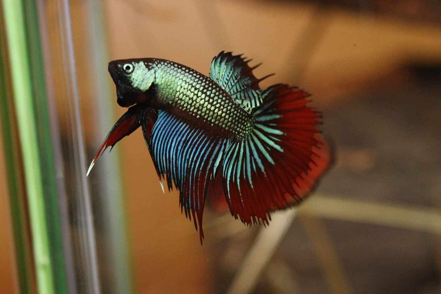 Imbellis green red Halfmoon Male