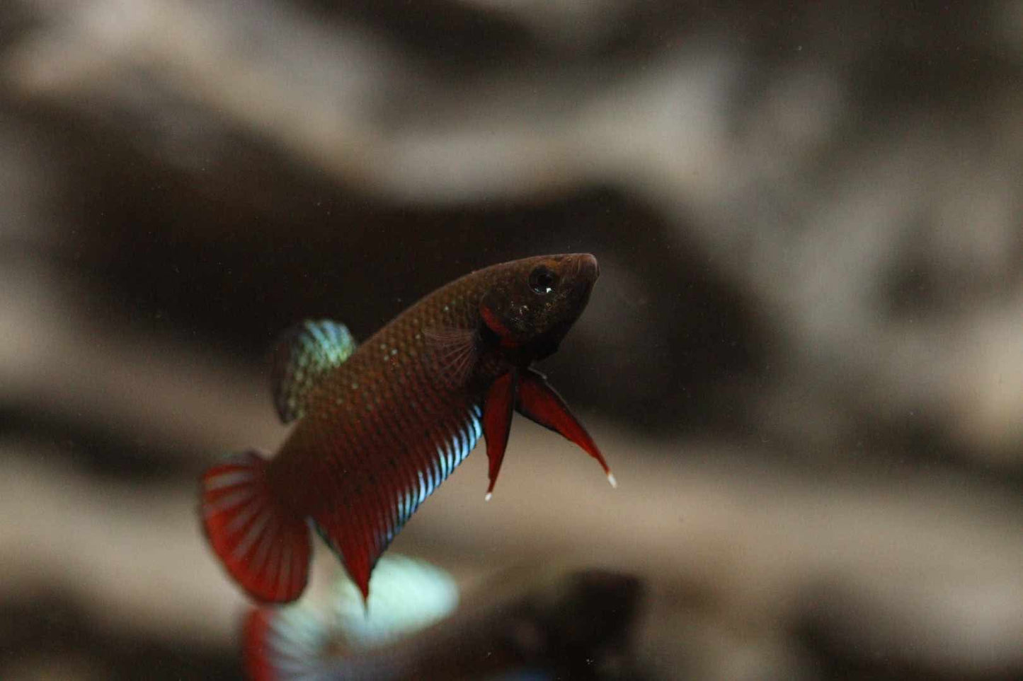 Pure Wild Betta Splendens Original species-Rare FranksBettas bloodline