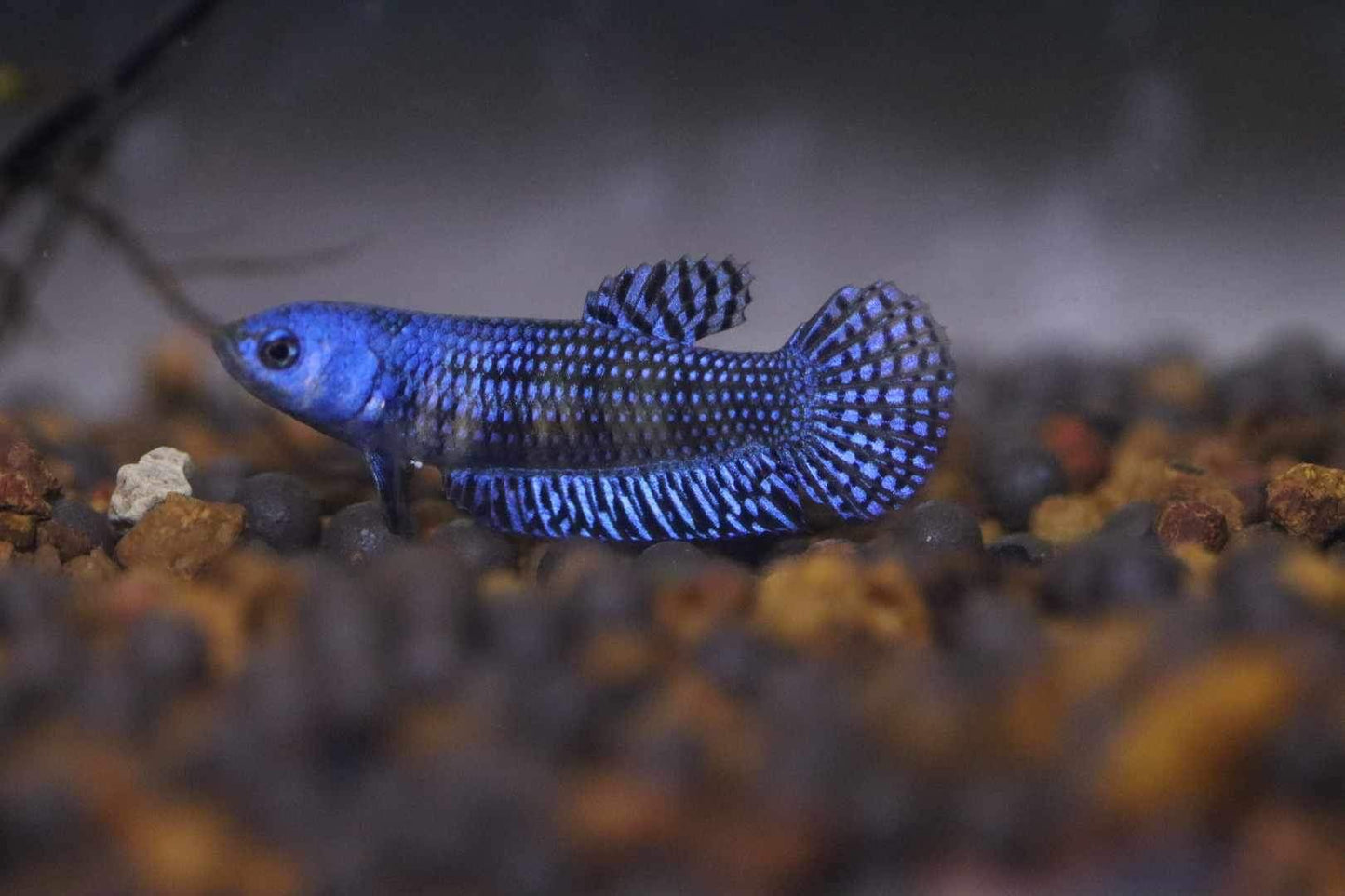 Aliens Sorority pack 4 females different colors!