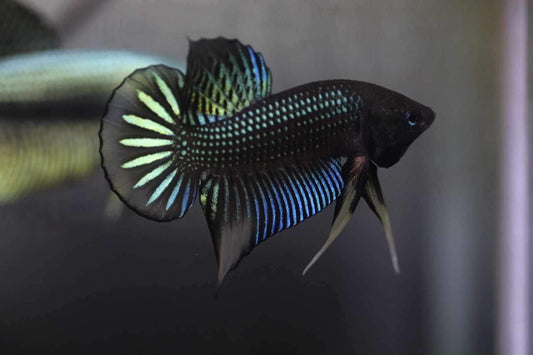 Wild betta Siambellis Green Yellow Sunrise hybrid Male- Franksbettas Bloodlines