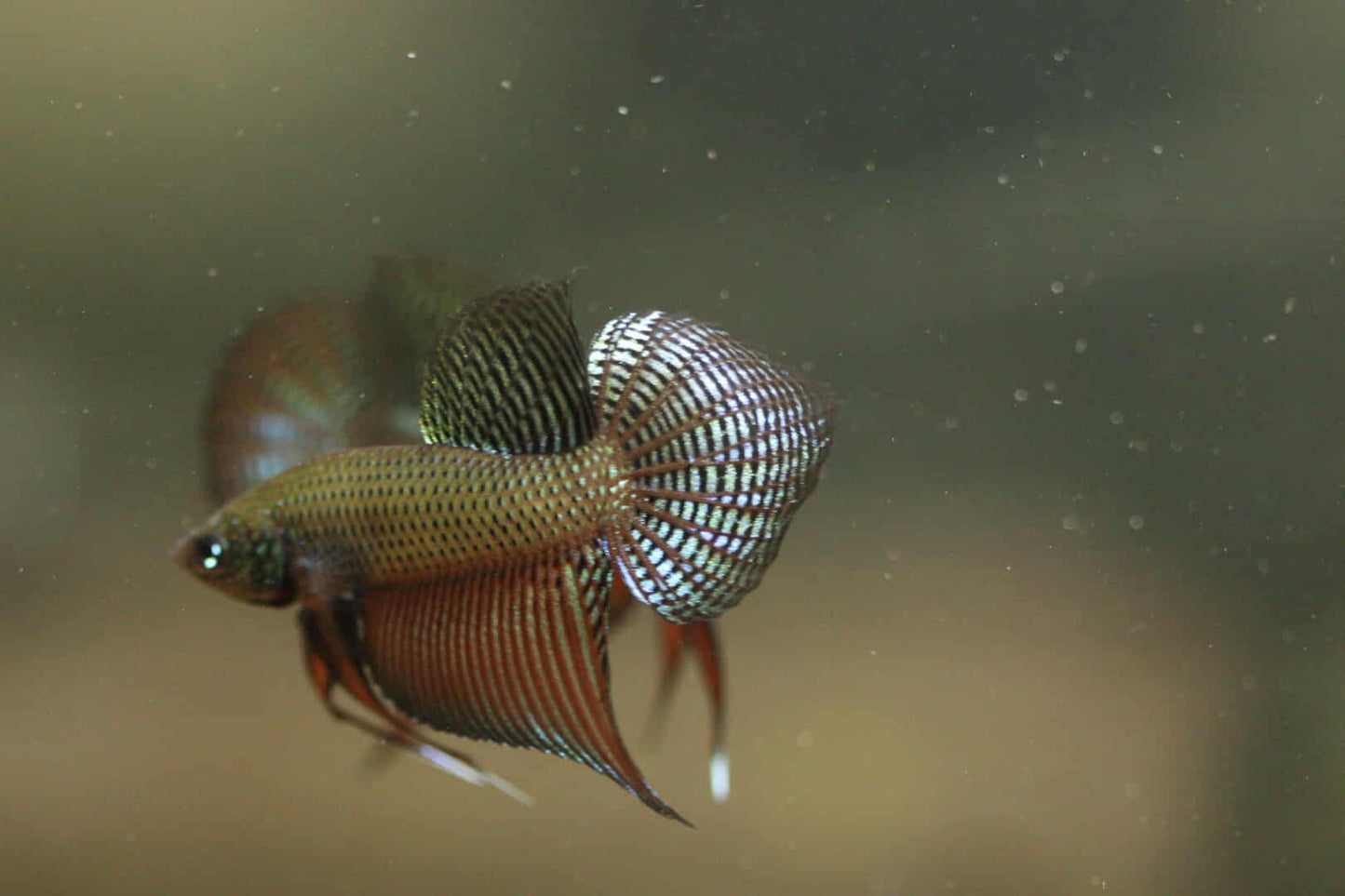 Rare Wild Betta Smaragdina guitar Carbon Hybrid Male - FranksBettas bloodline