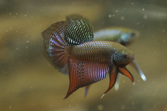 Rare Wild Betta Smaragdina guitar Carbon Hybrid Male - FranksBettas bloodline
