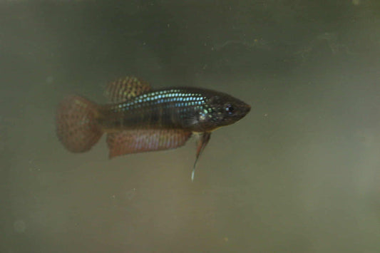 Wild Betta Smaragdina Guitar Carbon Female - High quality - FranksBettas