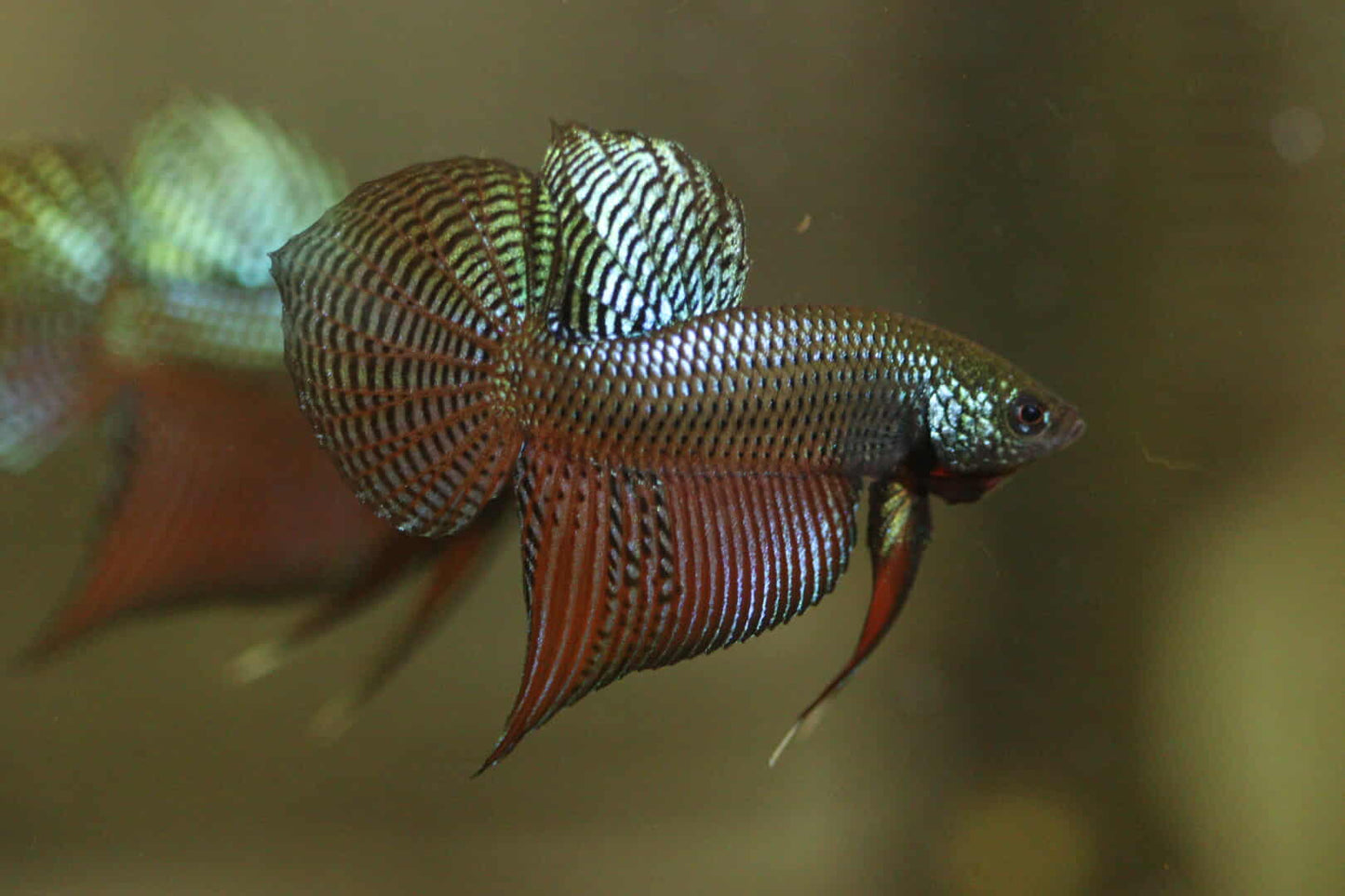 Rare Wild Betta Smaragdina guitar Carbon Hybrid Male - FranksBettas bloodline
