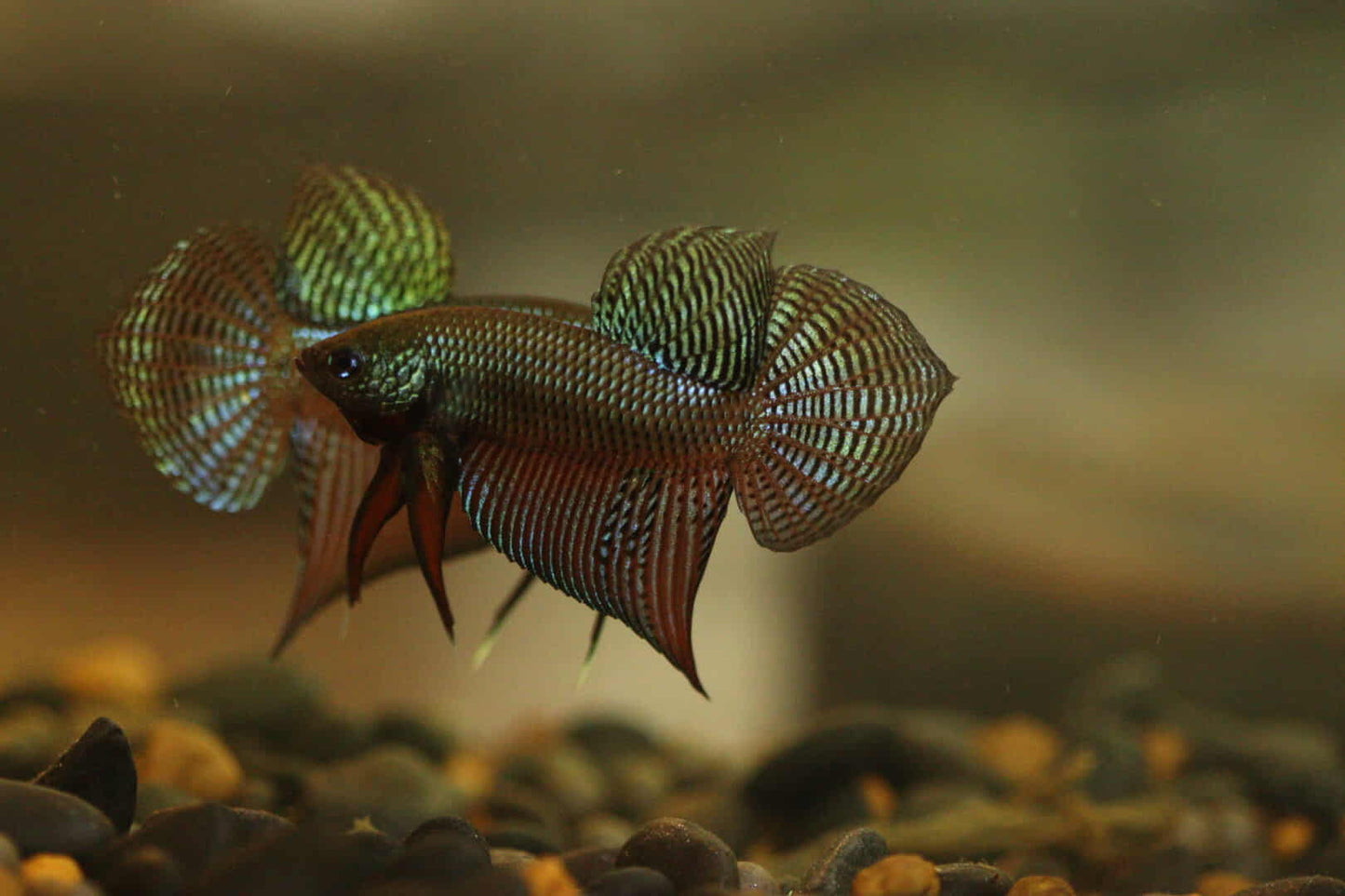 Rare Wild Betta Smaragdina guitar Carbon Hybrid Male - FranksBettas bloodline