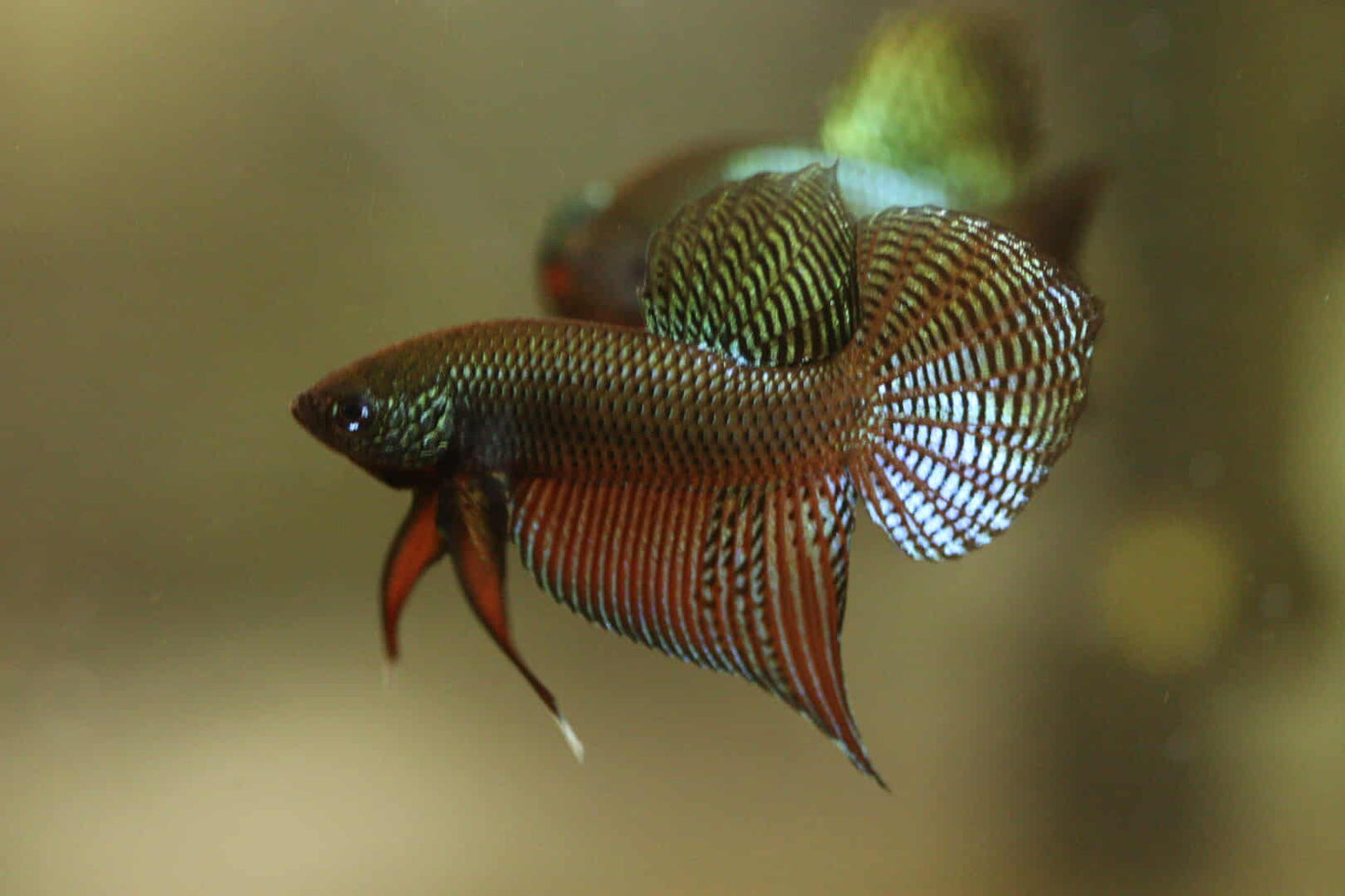 Rare Wild Betta Smaragdina guitar Carbon Hybrid Male - FranksBettas bloodline