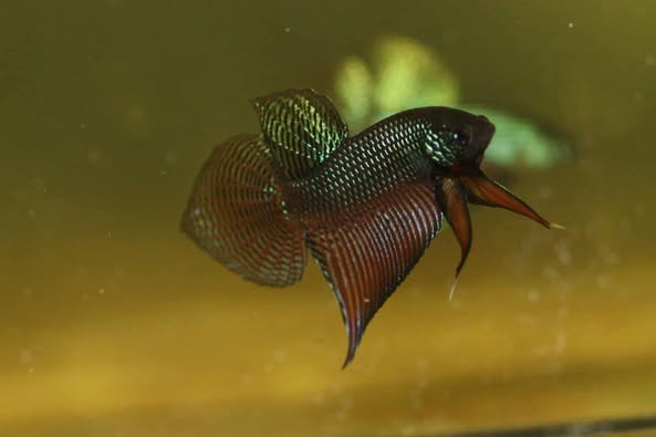 Rare Wild Betta Smaragdina guitar Carbon Hybrid Male - FranksBettas bloodline