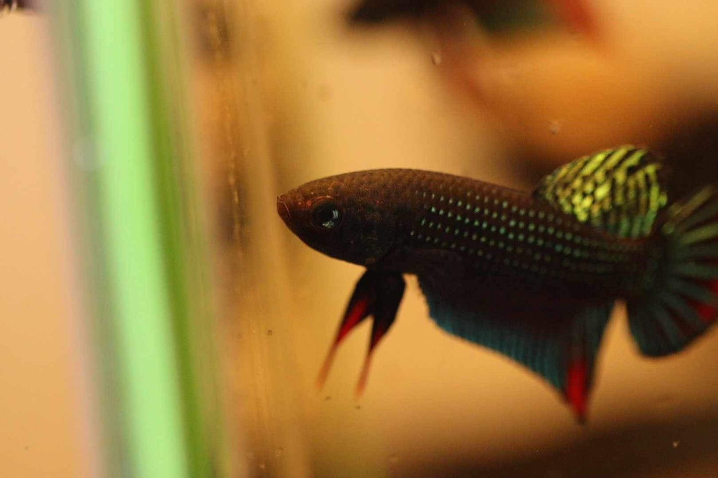 Betta Siamorentalis Male - Original