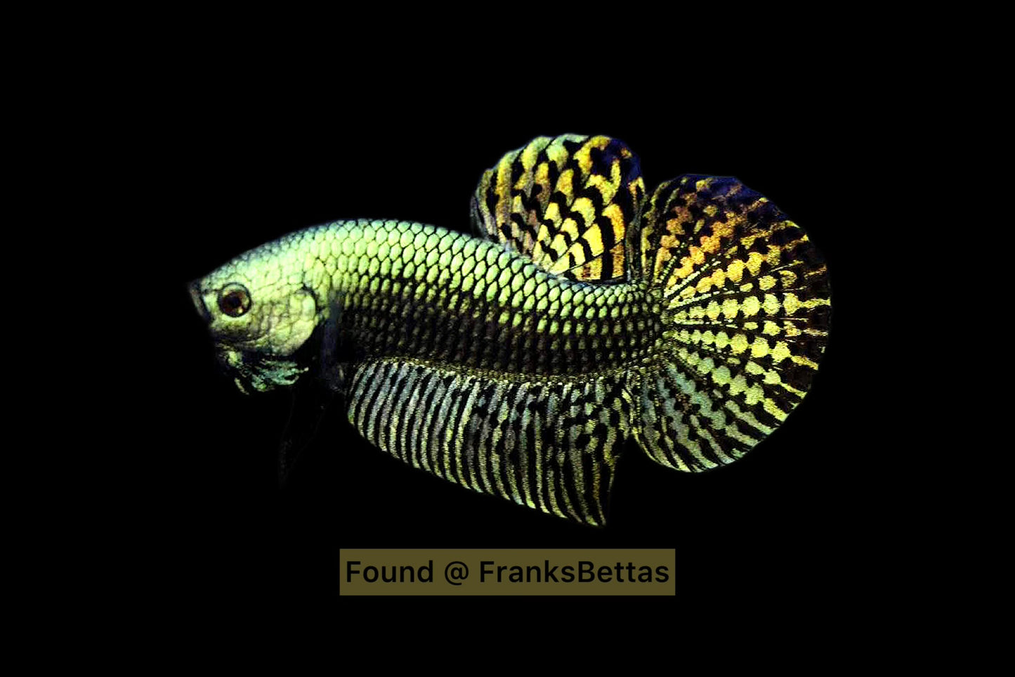 Alien Betta Green High Quality Male - FranksBettas Bloodlines