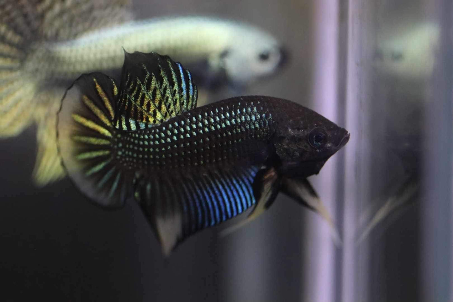 Siamorentalis Green Yellow Sunrise (NEW)