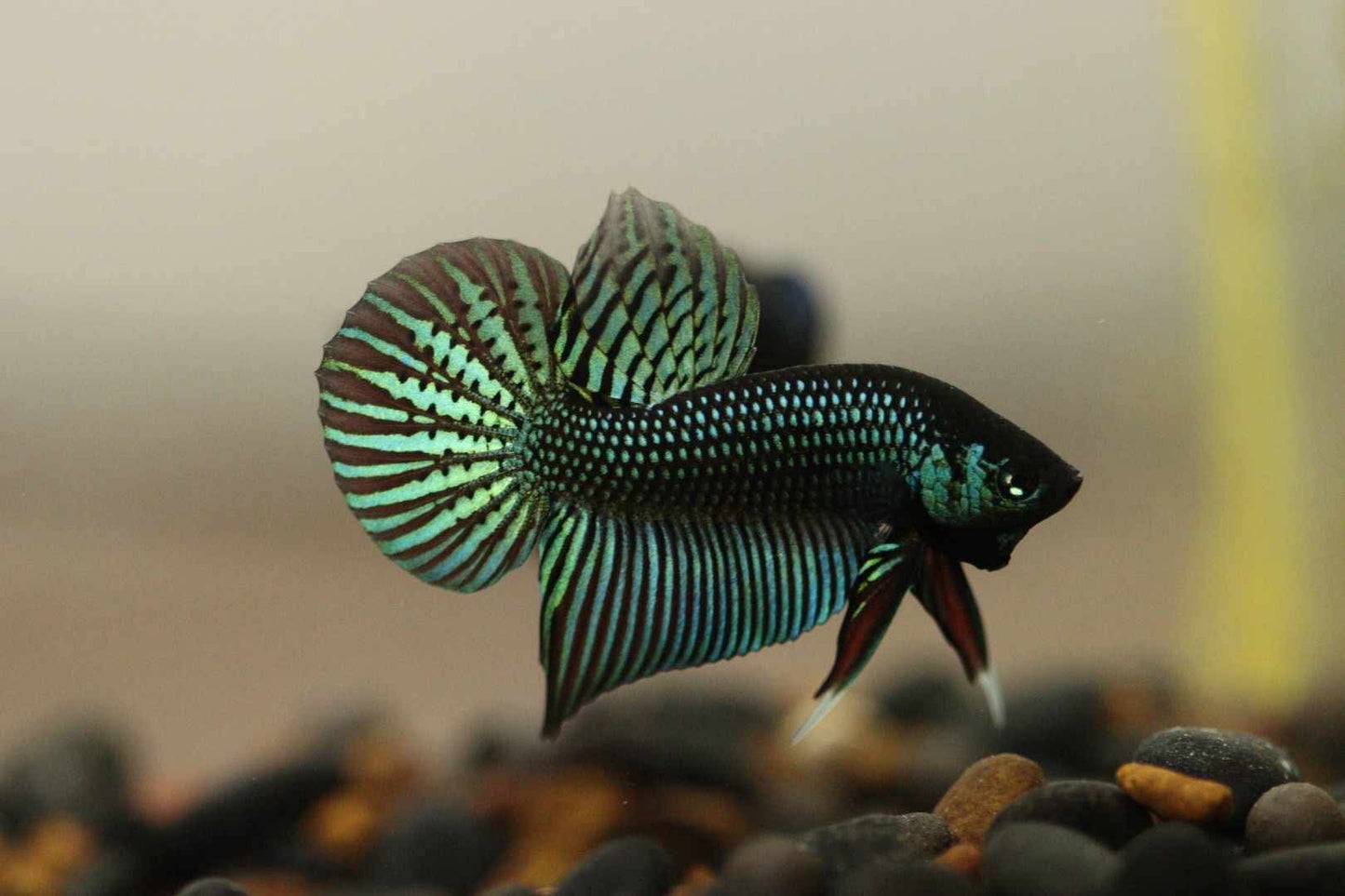 Betta Mahachaiensis Largetail Hybrid - Rare - FranksBettas Bloodlines