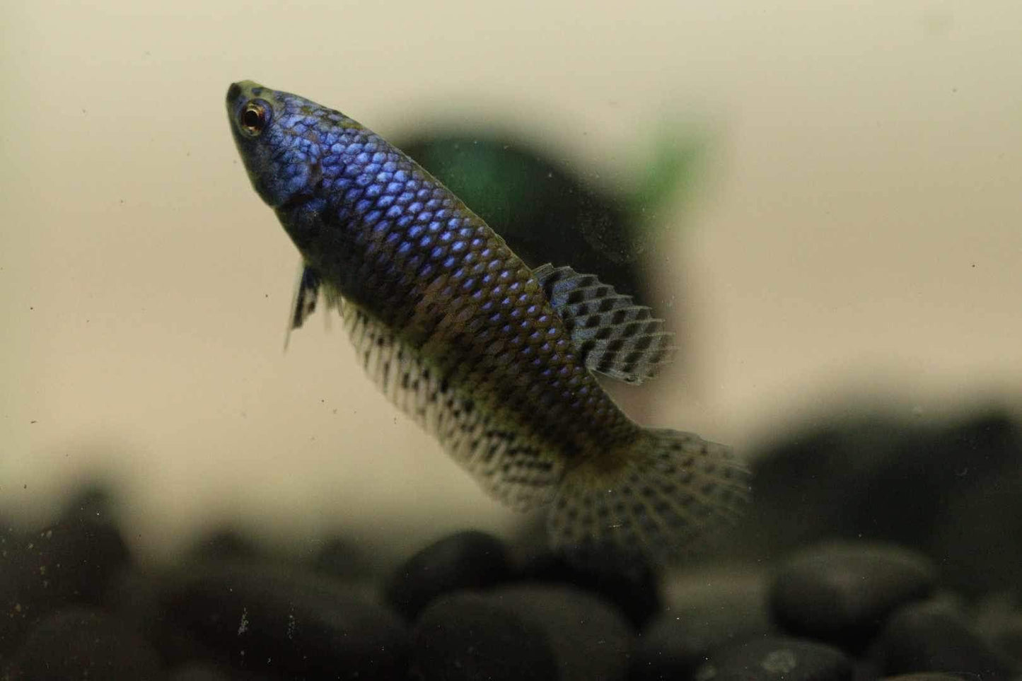 Aliens Sorority pack 4 females different colors!