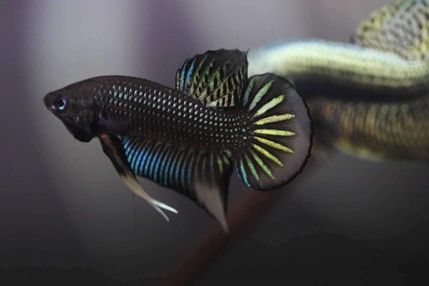 Siamorentalis Green Yellow Sunrise (NEW)