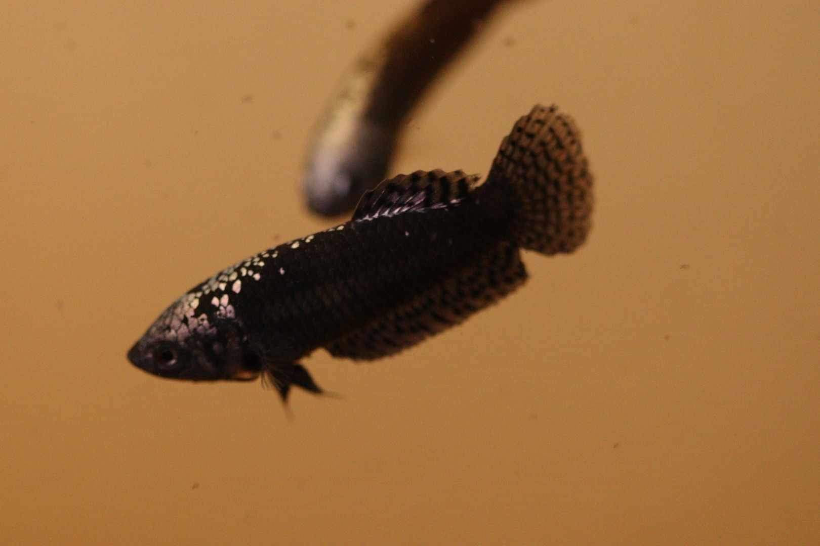 Samurai Alien Betta Copper Female FranksBettas Bloodline