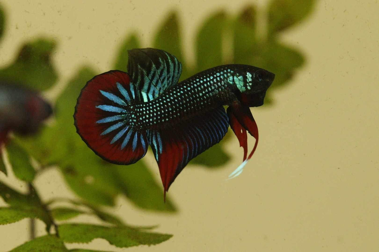 Pure Wild Betta Imbellis High quality Male - FranksBettas Bloodline