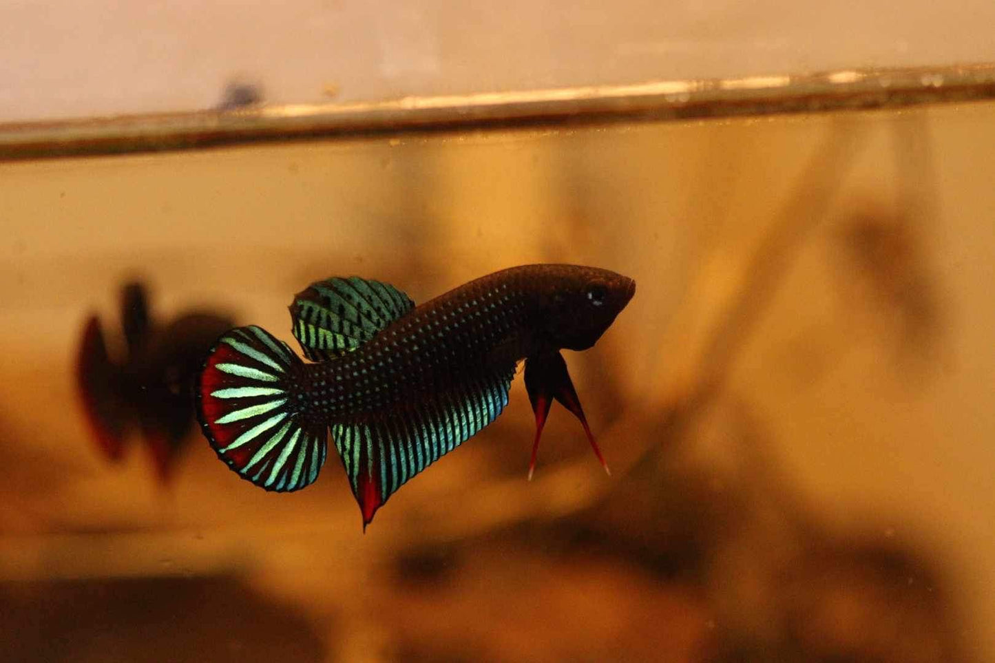 Betta Siamorentalis Male - Original