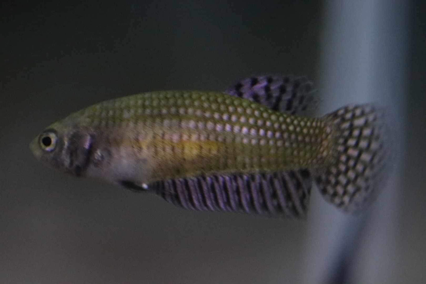 Alien copper Female High Quality - FranksBettas bloodline