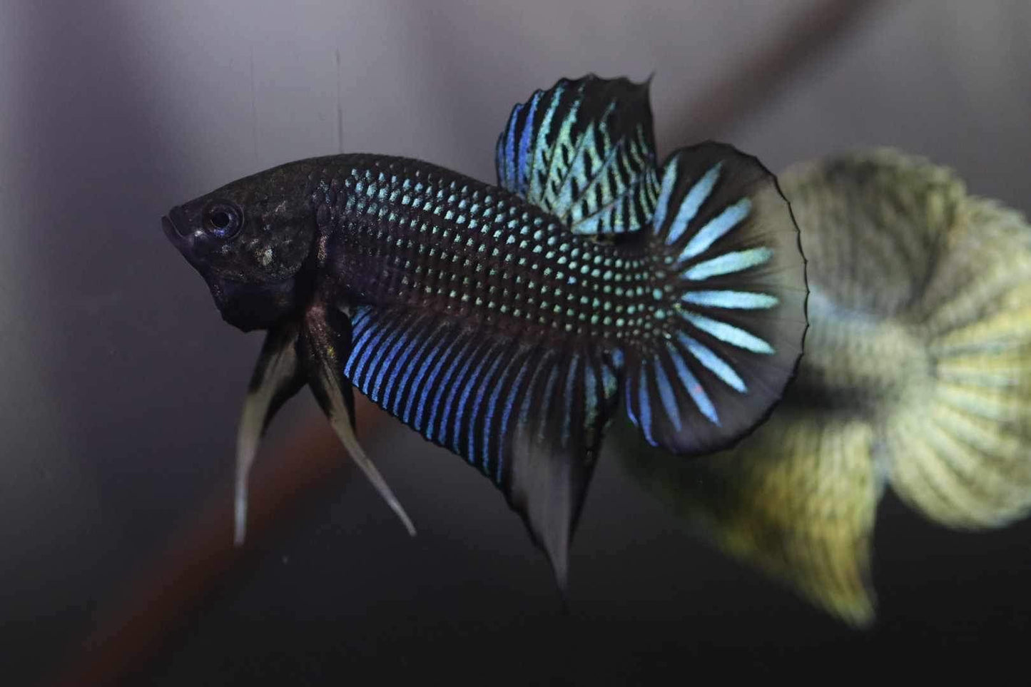 Siamorentalis Green Yellow Sunrise (NEW)