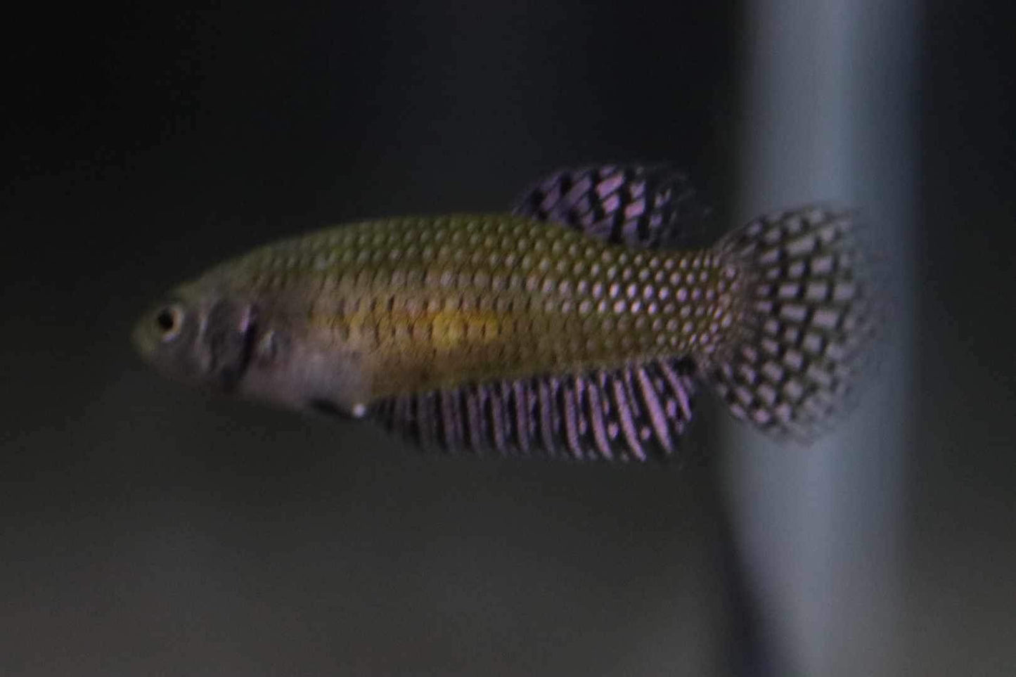 Alien copper Female High Quality - FranksBettas bloodline