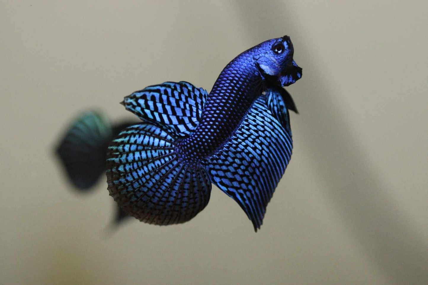 Alien Halfmoon Male - Blue