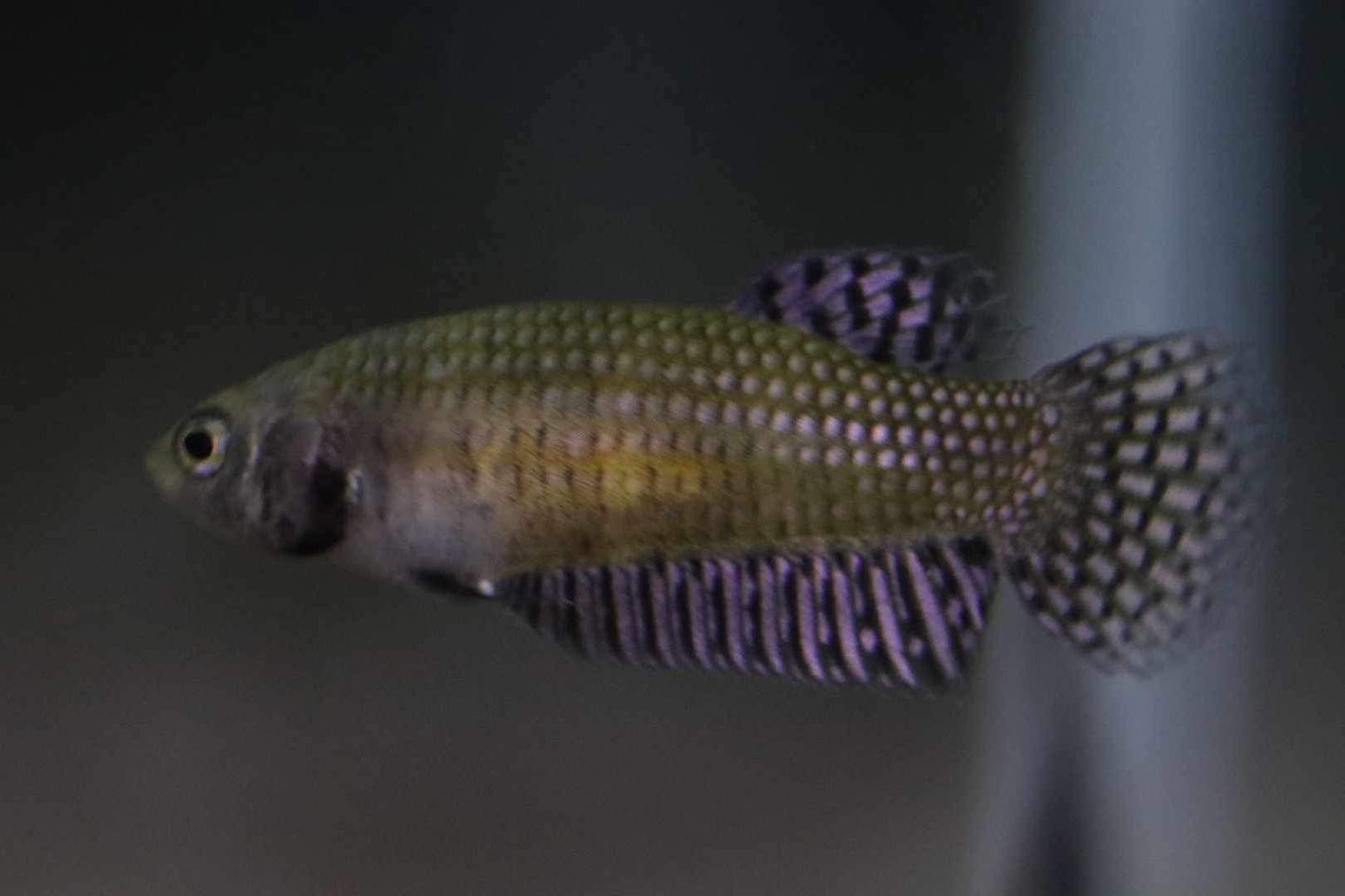 Alien copper Female High Quality - FranksBettas bloodline
