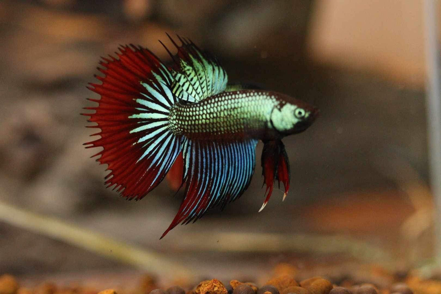 Imbellis green red Halfmoon Male