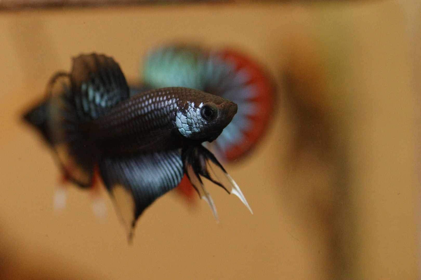 Wild Betta Imbellis Grey Yellow Hybrid - High Quality Male - FranksBettas Bloodlines