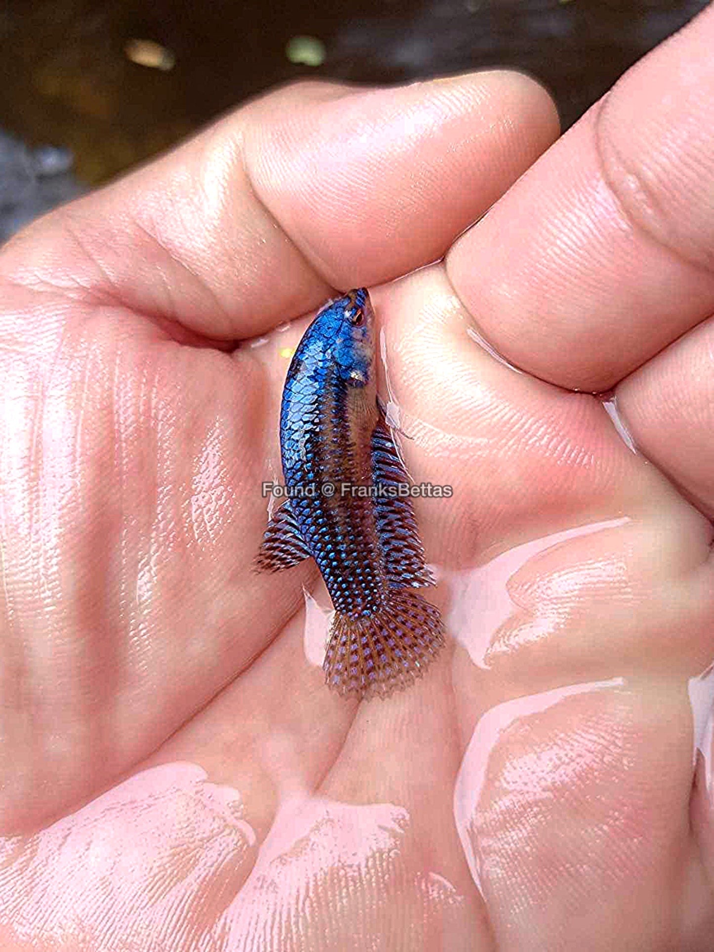 Wild Betta Alien Hybrid Blue High Quality Female – FranksBettas Genetics