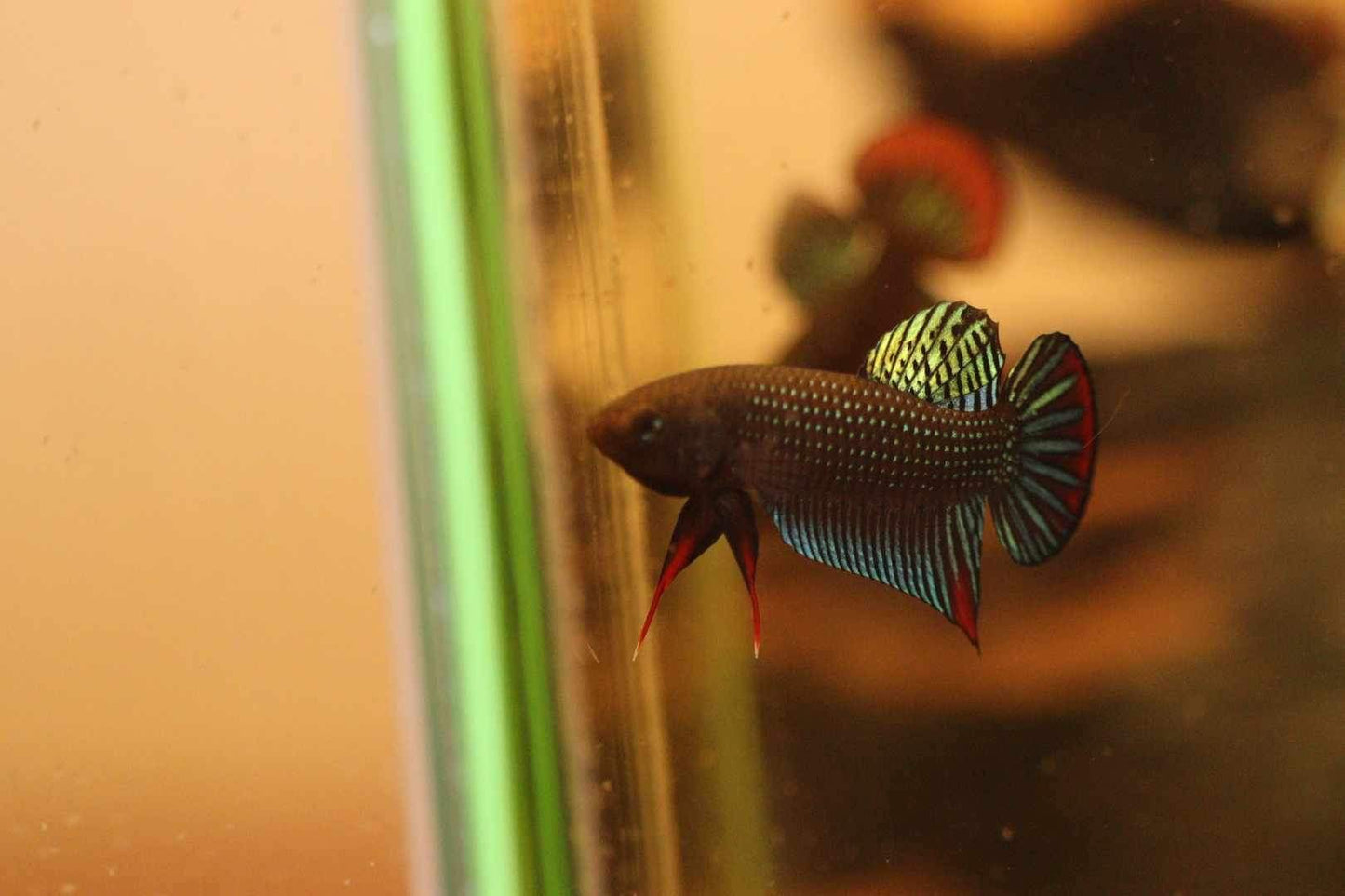Betta Siamorentalis Male - Original