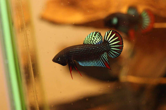 Pure Betta Siamorentalis Male - Original species - FranksBettas Bloodline