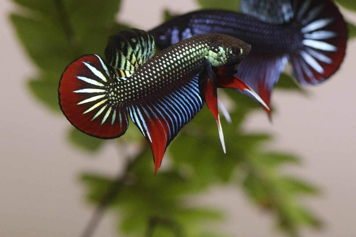 Pure Wild Betta Imbellis High quality Male - FranksBettas Bloodline
